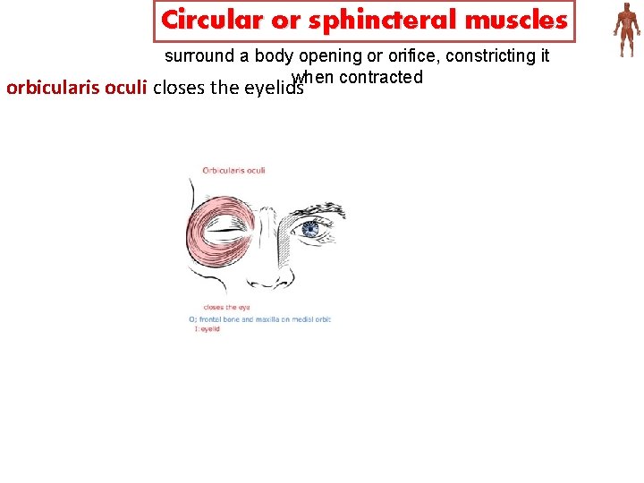 Circular or sphincteral muscles surround a body opening or orifice, constricting it when contracted