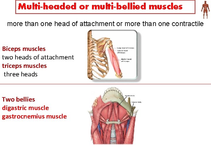 Multi-headed or multi-bellied muscles more than one head of attachment or more than one