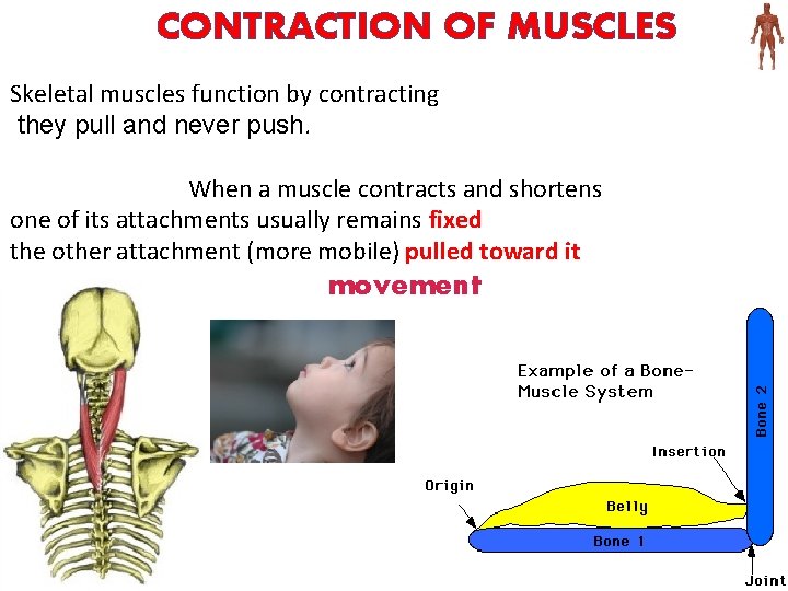 CONTRACTION OF MUSCLES Skeletal muscles function by contracting they pull and never push. When
