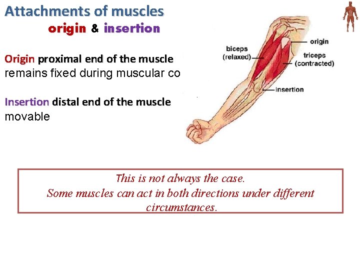 Attachments of muscles origin & insertion Origin proximal end of the muscle remains fixed