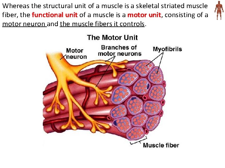 Whereas the structural unit of a muscle is a skeletal striated muscle fiber, the