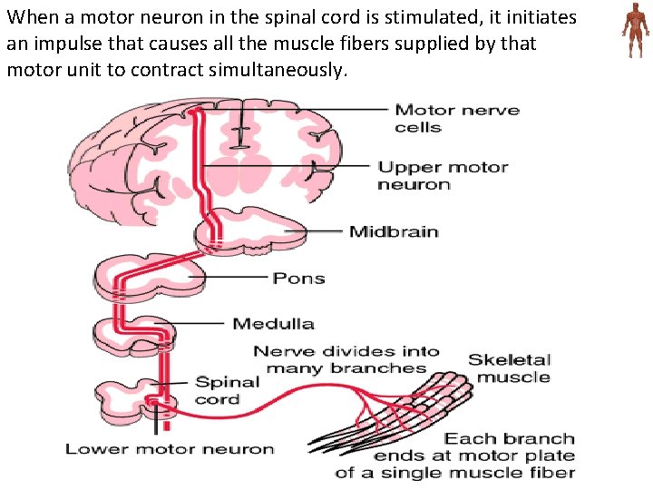 When a motor neuron in the spinal cord is stimulated, it initiates an impulse
