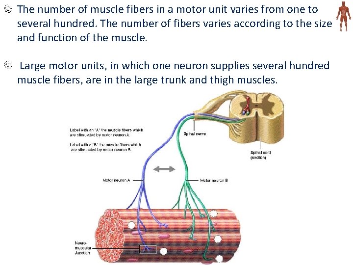 The number of muscle fibers in a motor unit varies from one to several
