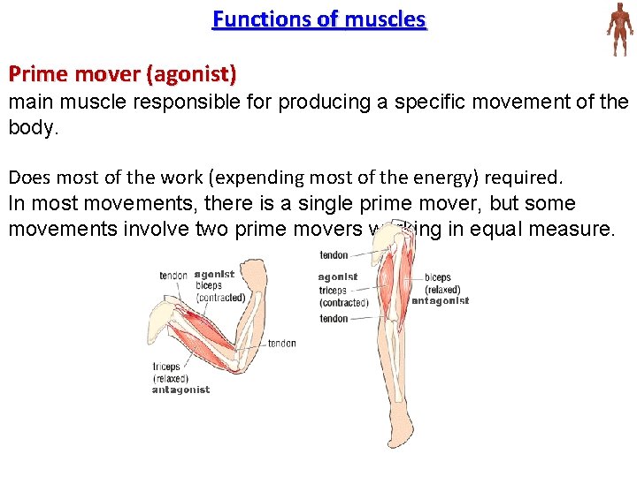 Functions of muscles Prime mover (agonist) main muscle responsible for producing a specific movement