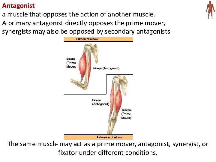 Antagonist a muscle that opposes the action of another muscle. A primary antagonist directly