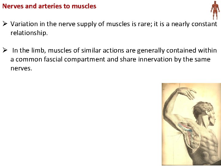 Nerves and arteries to muscles Ø Variation in the nerve supply of muscles is
