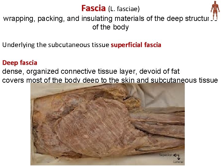 Fascia (L. fasciae) wrapping, packing, and insulating materials of the deep structures of the