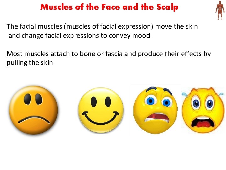 Muscles of the Face and the Scalp The facial muscles (muscles of facial expression)