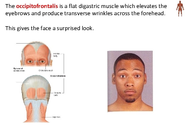 The occipitofrontalis is a flat digastric muscle which elevates the eyebrows and produce transverse