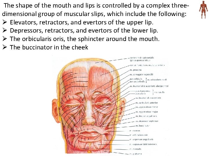 The shape of the mouth and lips is controlled by a complex threedimensional group