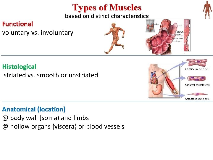 Types of Muscles based on distinct characteristics Functional voluntary vs. involuntary Histological striated vs.