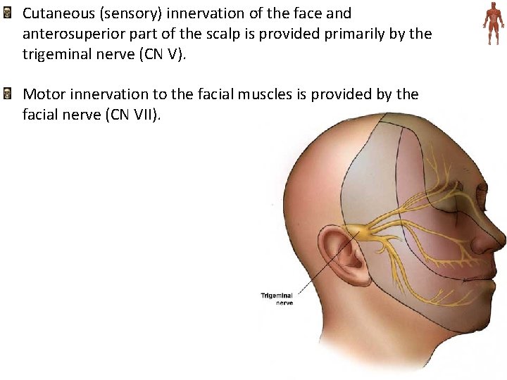 Cutaneous (sensory) innervation of the face and anterosuperior part of the scalp is provided
