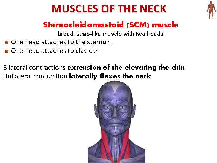 MUSCLES OF THE NECK Sternocleidomastoid (SCM) muscle broad, strap-like muscle with two heads One