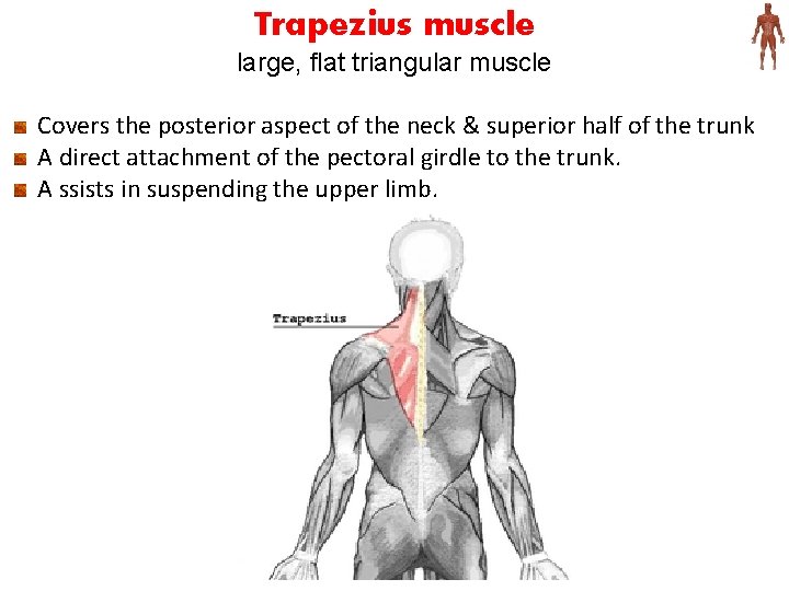 Trapezius muscle large, flat triangular muscle Covers the posterior aspect of the neck &