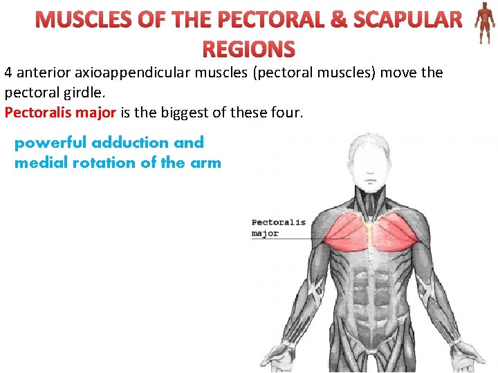 MUSCLES OF THE PECTORAL & SCAPULAR REGIONS 4 anterior axioappendicular muscles (pectoral muscles) move