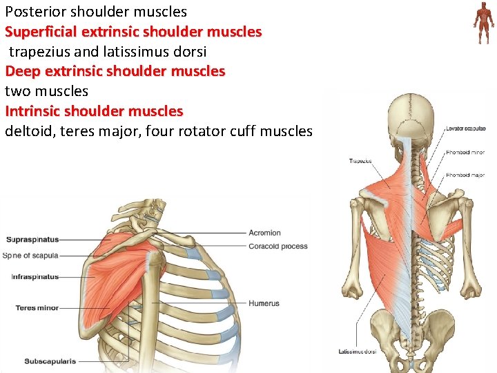 Posterior shoulder muscles Superficial extrinsic shoulder muscles trapezius and latissimus dorsi Deep extrinsic shoulder
