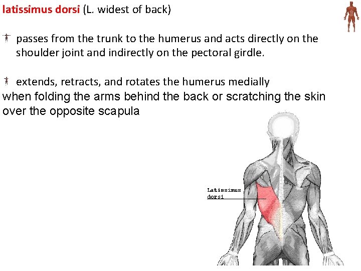 latissimus dorsi (L. widest of back) passes from the trunk to the humerus and