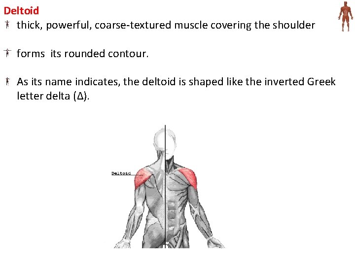 Deltoid thick, powerful, coarse-textured muscle covering the shoulder forms its rounded contour. As its