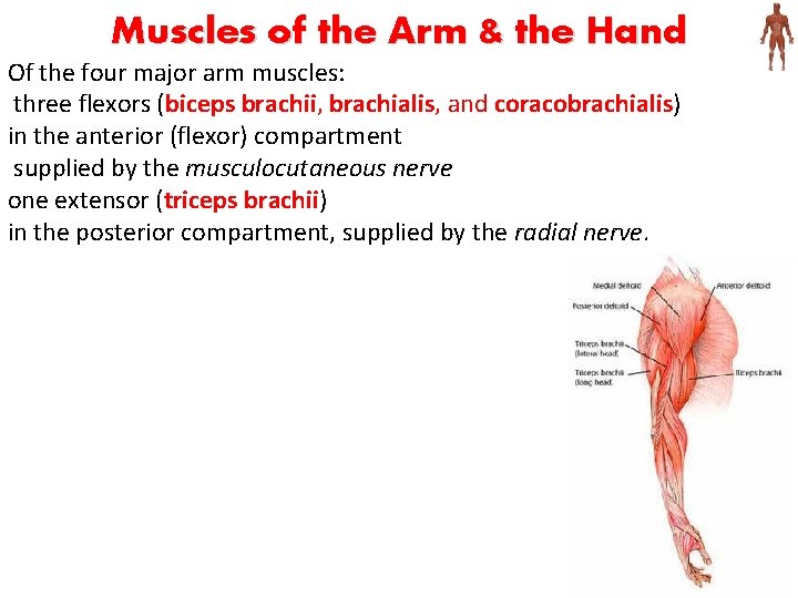 Muscles of the Arm & the Hand Of the four major arm muscles: three