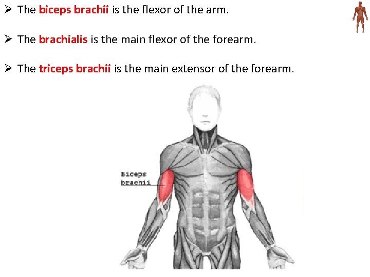 Ø The biceps brachii is the flexor of the arm. Ø The brachialis is