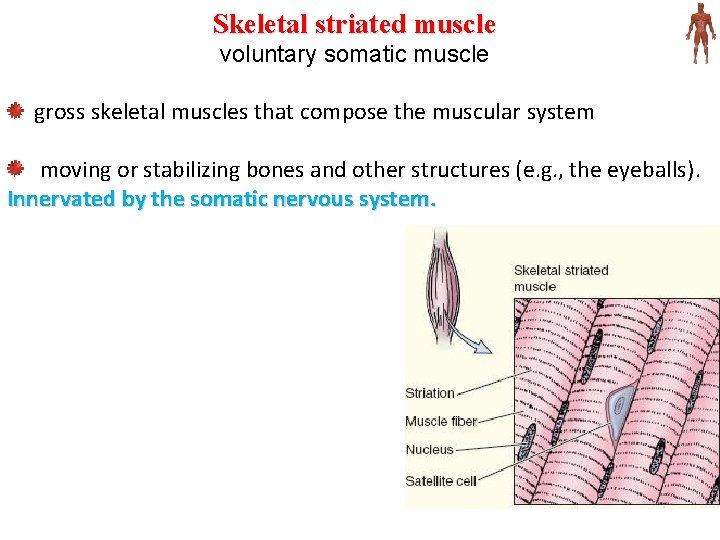 Skeletal striated muscle voluntary somatic muscle gross skeletal muscles that compose the muscular system