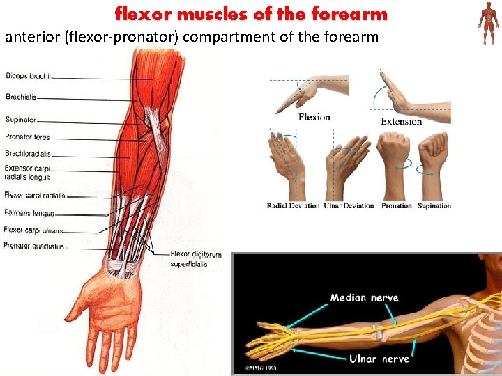 flexor muscles of the forearm anterior (flexor-pronator) compartment of the forearm 