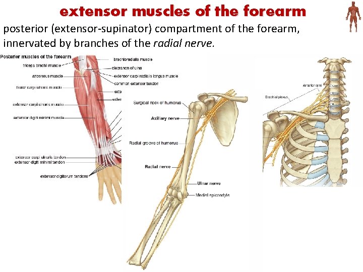 extensor muscles of the forearm posterior (extensor-supinator) compartment of the forearm, innervated by branches