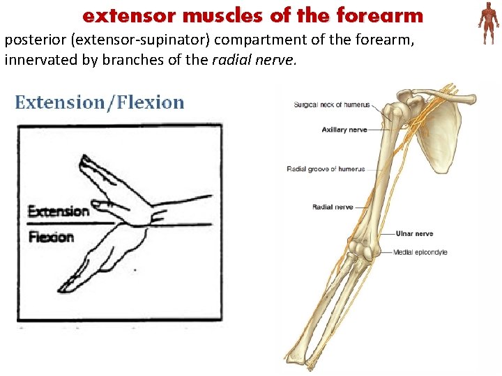 extensor muscles of the forearm posterior (extensor-supinator) compartment of the forearm, innervated by branches