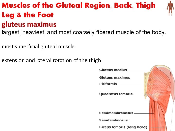 Muscles of the Gluteal Region, Back, Thigh Leg & the Foot gluteus maximus largest,