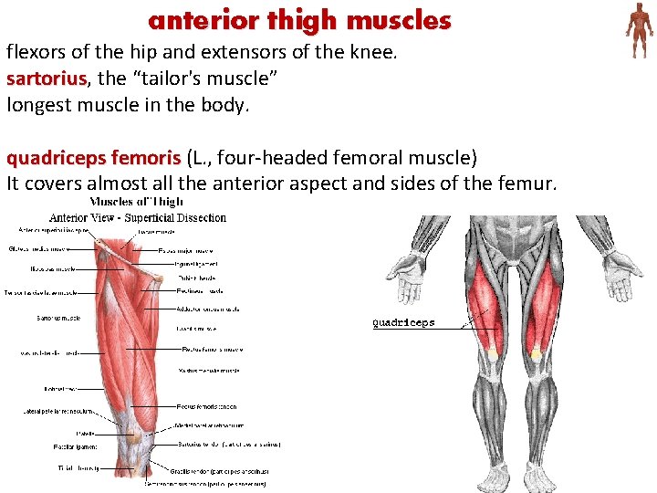 anterior thigh muscles flexors of the hip and extensors of the knee. sartorius, sartorius