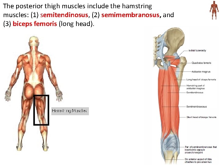 The posterior thigh muscles include the hamstring muscles: (1) semitendinosus, (2) semimembranosus, and (3)