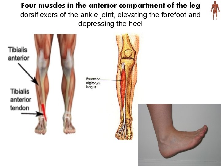 Four muscles in the anterior compartment of the leg dorsiflexors of the ankle joint,