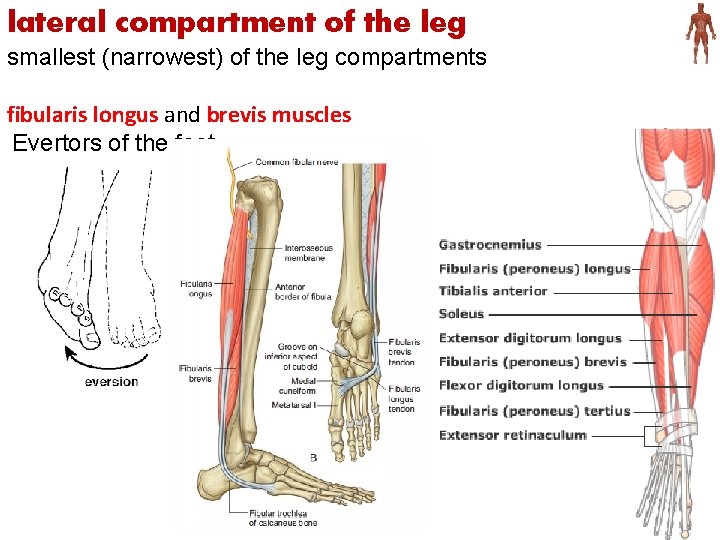 lateral compartment of the leg smallest (narrowest) of the leg compartments fibularis longus and