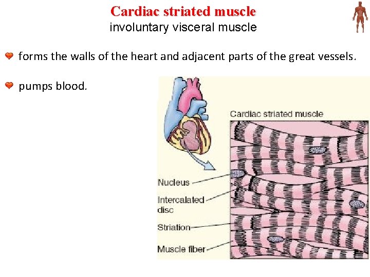 Cardiac striated muscle involuntary visceral muscle forms the walls of the heart and adjacent