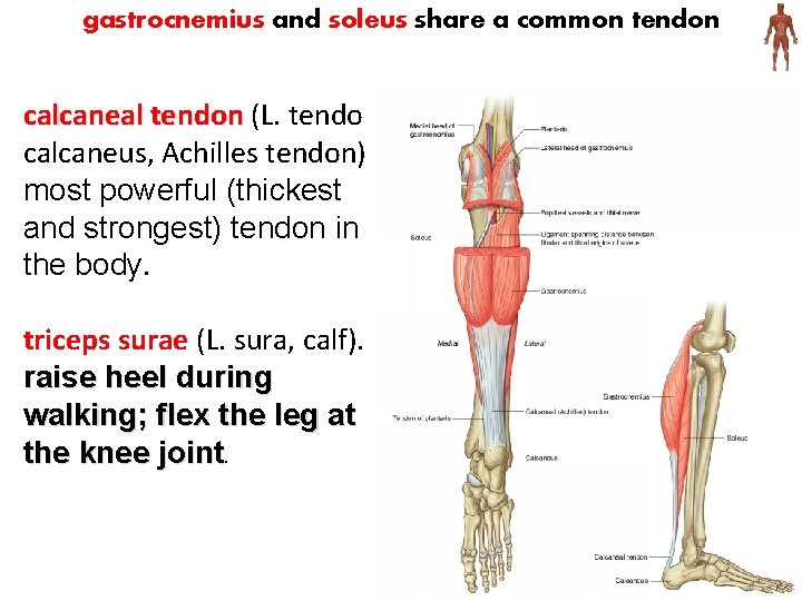 gastrocnemius and soleus share a common tendon calcaneal tendon (L. tendo calcaneus, Achilles tendon)