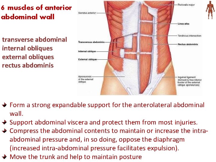 6 muscles of anterior abdominal wall transverse abdominal internal obliques external obliques rectus abdominis