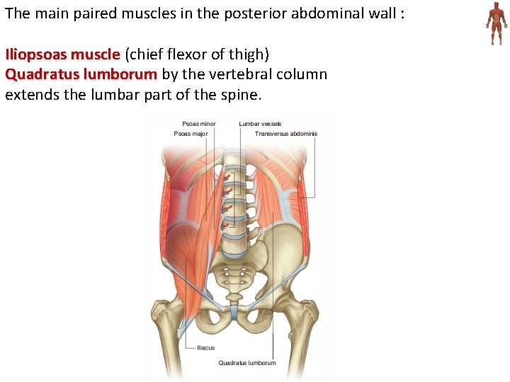 The main paired muscles in the posterior abdominal wall : Iliopsoas muscle (chief flexor