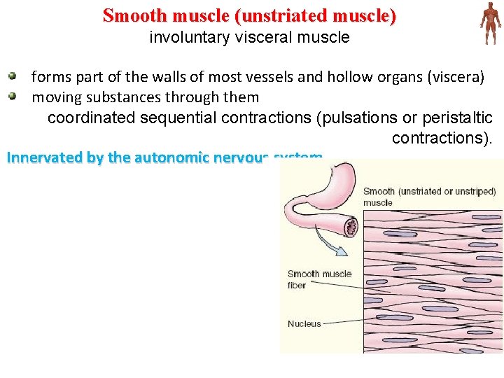 Smooth muscle (unstriated muscle) involuntary visceral muscle forms part of the walls of most