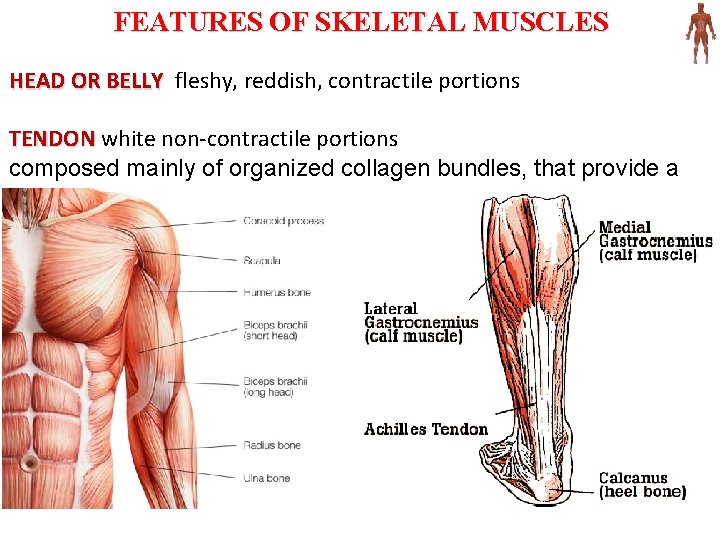 FEATURES OF SKELETAL MUSCLES HEAD OR BELLY fleshy, reddish, contractile portions TENDON white non-contractile