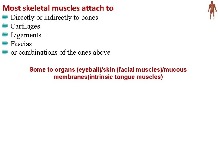 Most skeletal muscles attach to Directly or indirectly to bones Cartilages Ligaments Fascias or