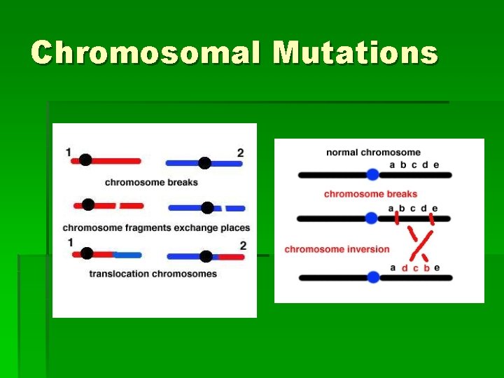 Chromosomal Mutations 