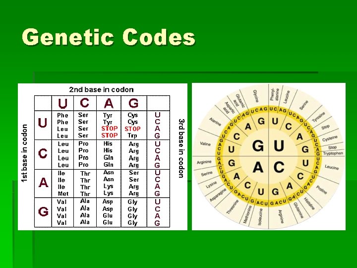 Genetic Codes 