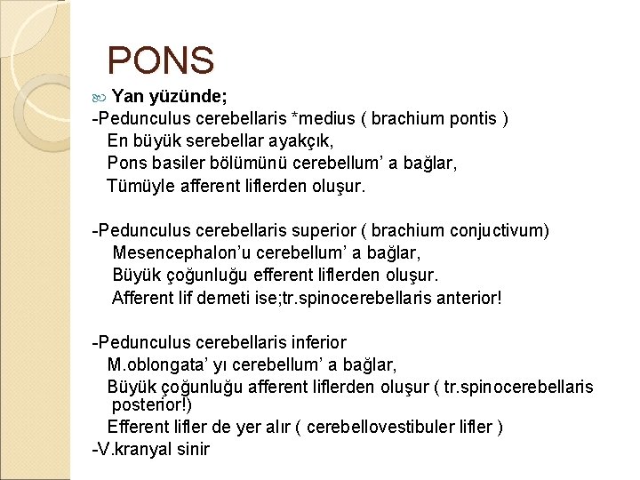 PONS Yan yüzünde; -Pedunculus cerebellaris *medius ( brachium pontis ) En büyük serebellar ayakçık,