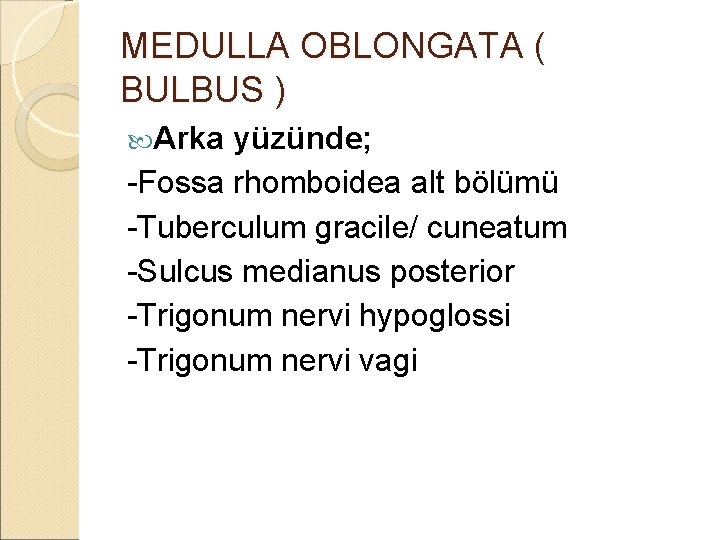 MEDULLA OBLONGATA ( BULBUS ) Arka yüzünde; -Fossa rhomboidea alt bölümü -Tuberculum gracile/ cuneatum