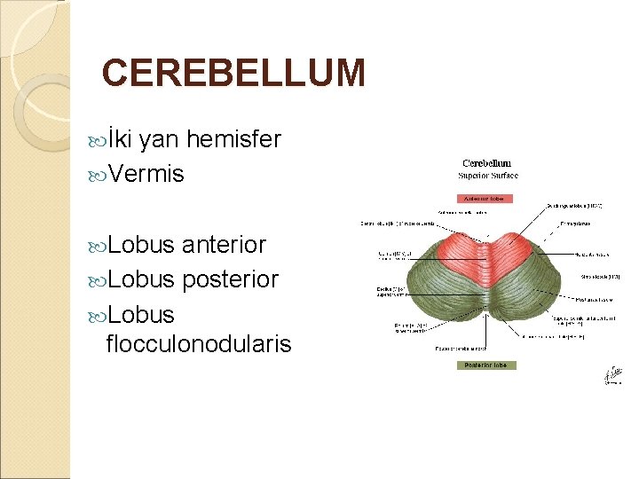 CEREBELLUM İki yan hemisfer Vermis Lobus anterior Lobus posterior Lobus flocculonodularis 