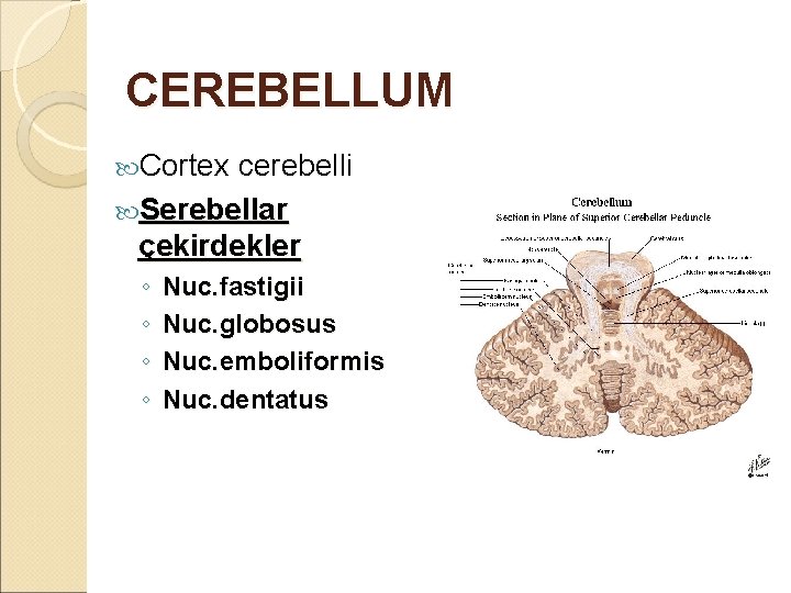 CEREBELLUM Cortex cerebelli Serebellar çekirdekler ◦ ◦ Nuc. fastigii Nuc. globosus Nuc. emboliformis Nuc.