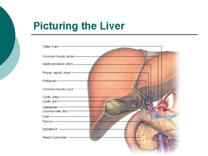Picturing the Liver 