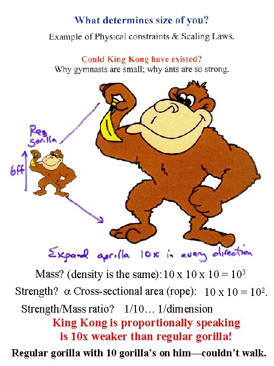 Mass? (density is the same): 10 x 10 = 103 Strength? a Cross-sectional area