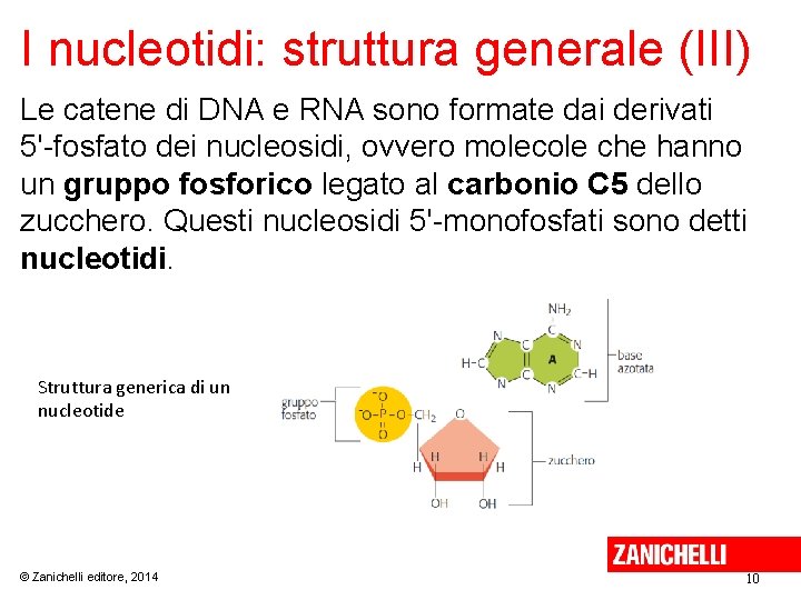 I nucleotidi: struttura generale (III) Le catene di DNA e RNA sono formate dai