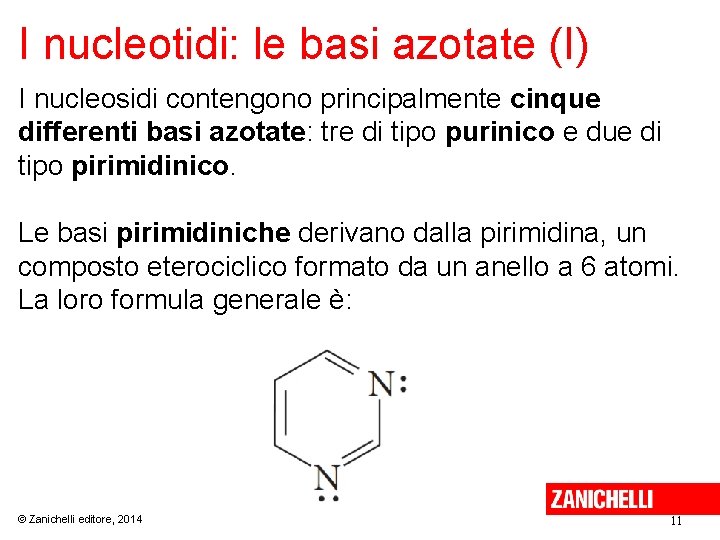 I nucleotidi: le basi azotate (I) I nucleosidi contengono principalmente cinque differenti basi azotate: